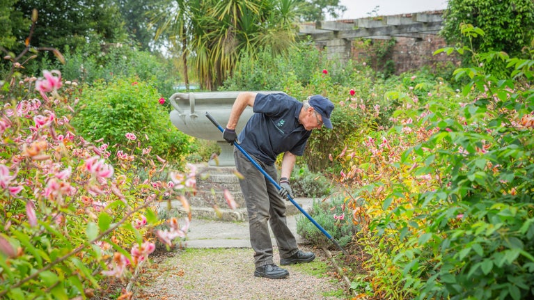 A male member of the gardening team using a rake in a flower bed at Mount Stewart, County Down